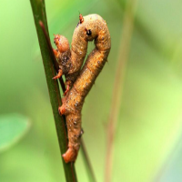 農(nóng)藥殘留檢測儀的應(yīng)用提高農(nóng)殘檢測效率，適用于流動檢測